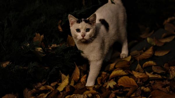 Cat Autumn Street Wallpaper