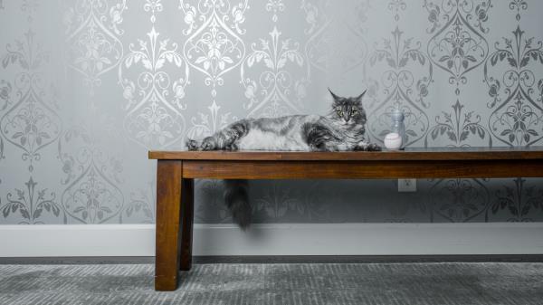 Cat Bench Milk Ball Wallpaper