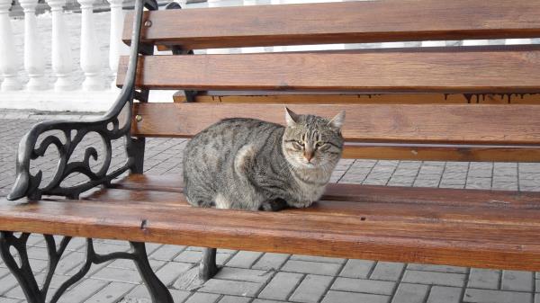 Cat Bench Sitting Striped Wallpaper
