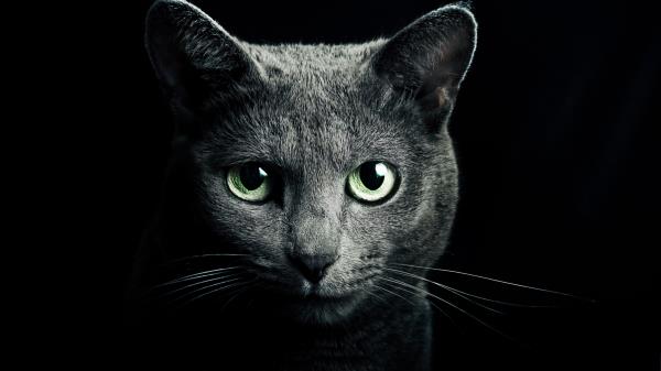 Cat Black Breed Russian Blue Eyes Green Eyes Black Background wallpaper