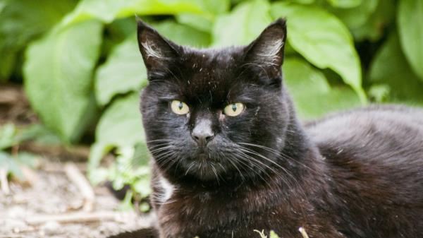 Cat Black Face Lie Wallpaper