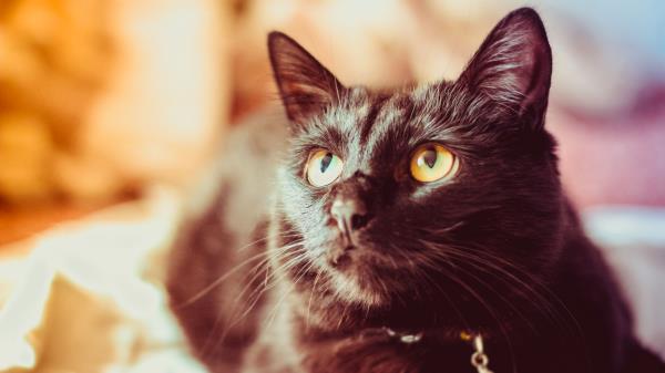 Cat Black Glance Wallpaper