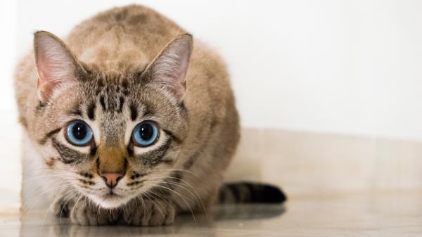 Cat Blue Eyed Glance Wallpaper