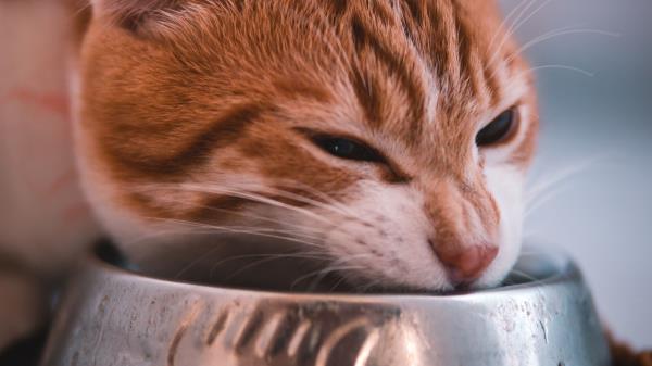 Cat Bowl Eating Wallpaper