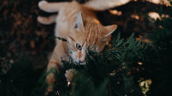 Cat Branch Cute Wallpaper