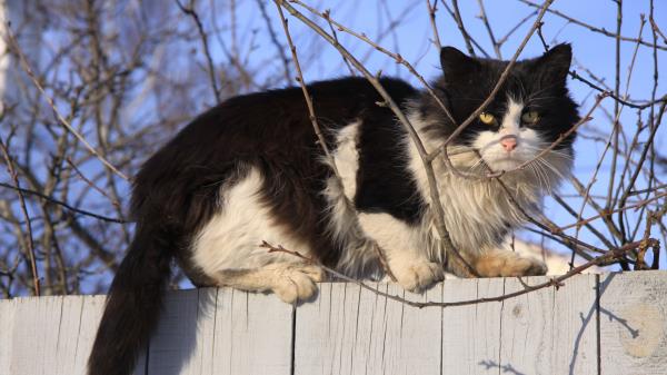 Cat Branches Fence Sit Wallpaper