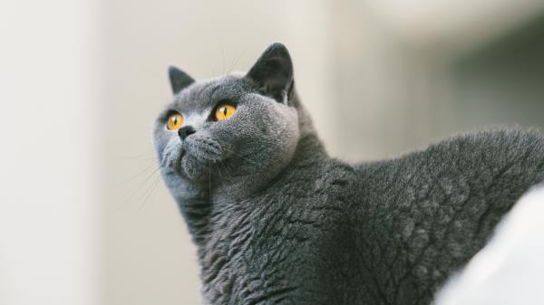 Cat British Gray Wallpaper