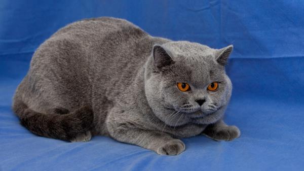 Cat Briton Down Wool Wallpaper