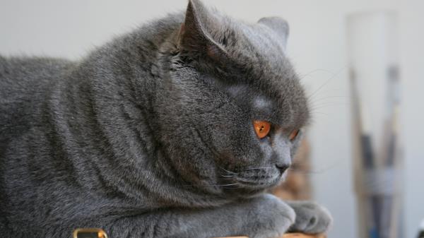 Cat Briton Lie Face Wallpaper