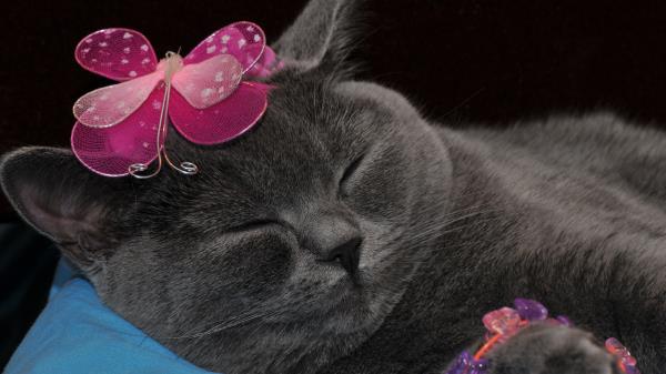 Cat Briton Sleep Decoration Wallpaper
