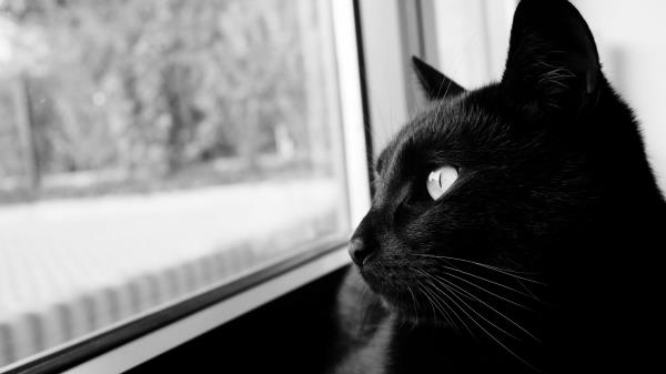 Cat Bw Black Cat Wallpaper
