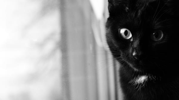 Cat Bw Muzzle Wallpaper