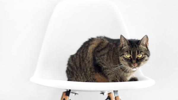 Cat Chair Sit Striped Wallpaper