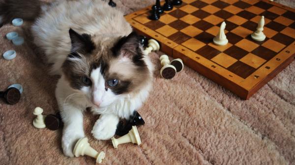 Cat Chess Playful Fluffy Wallpaper