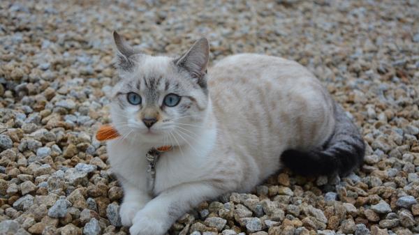 Cat Cute Blue Eyed Stones Wallpaper