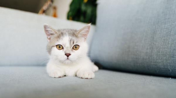 Cat Cute Glance Wallpaper