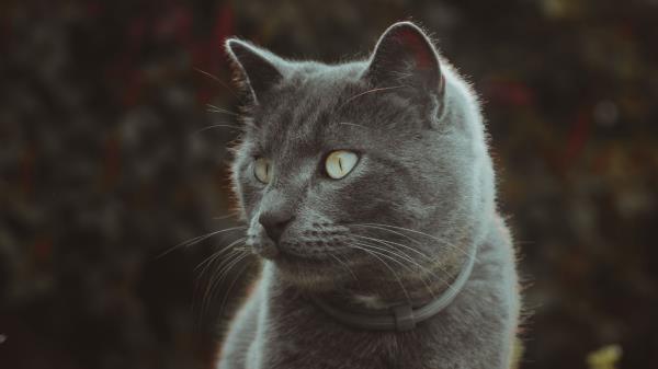 Cat Cute Grass Wallpaper