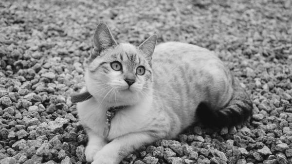 Cat Cute Lying Bw Wallpaper