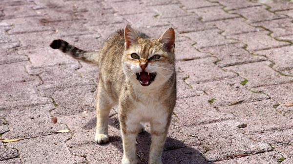 Cat Discontent Indignation wallpaper