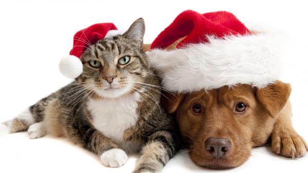 Cat Dog Christmas Hat Wallpaper