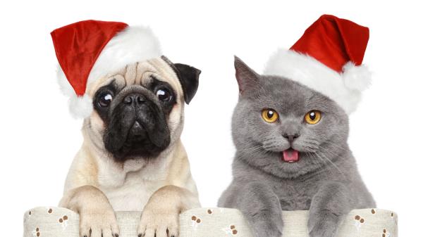 Cat Dog Funny Hats Wallpaper