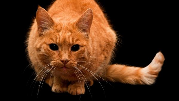 Cat Eyes Striped Black Background Wallpaper