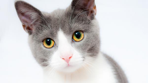 Cat Face Beautiful Spotted Wallpaper