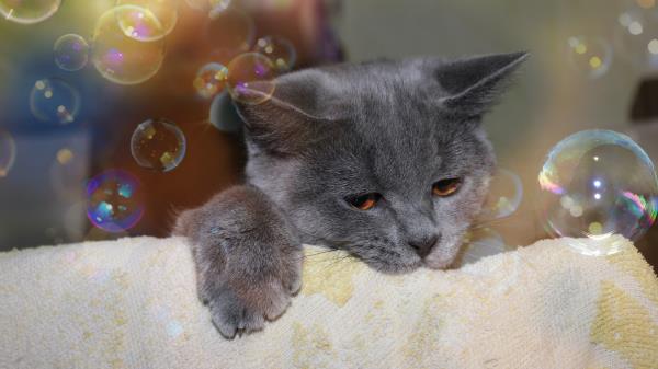 Cat Face Bubbles Playful Towels Wallpaper