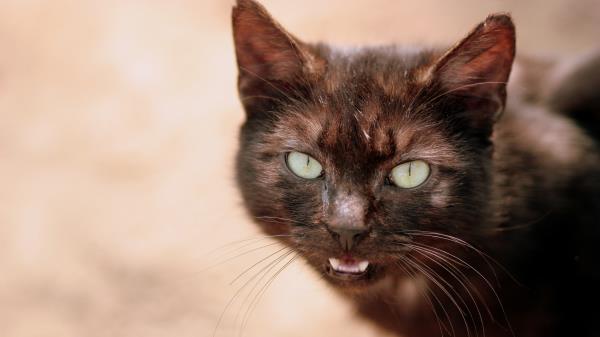 Cat Face Eyes Black Wallpaper
