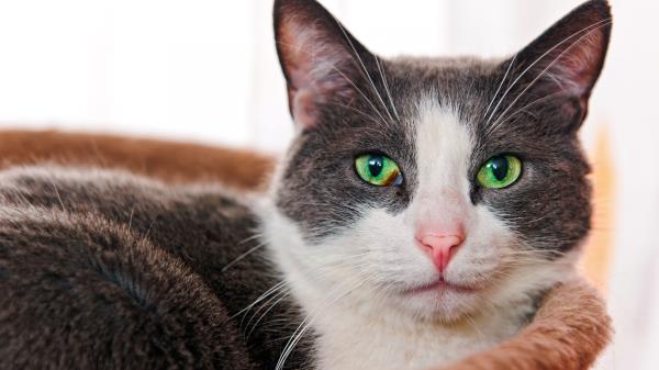 Cat Face Eyes Green Eyed Wallpaper