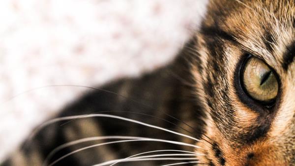 Cat Face Eyes Image Wallpaper