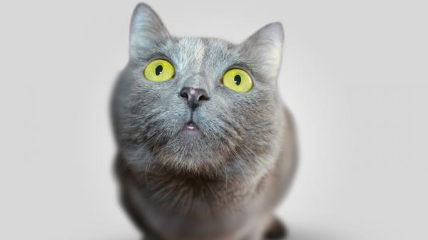 Cat Face Eyes Wallpaper
