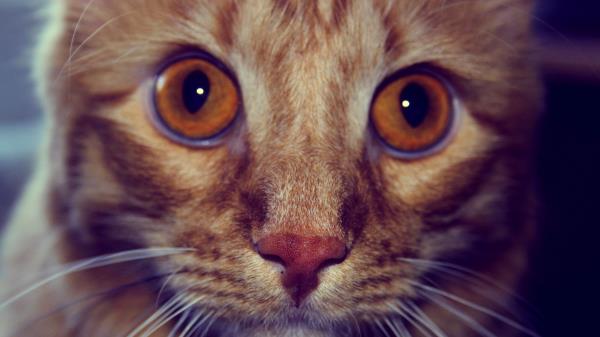 Cat Face Eyes Striped Wallpaper