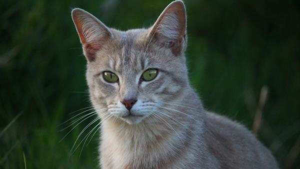 Cat Face Eyes Wallpaper Wallpaper