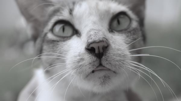 Cat Face Eyes Whiskers Bw Wallpaper