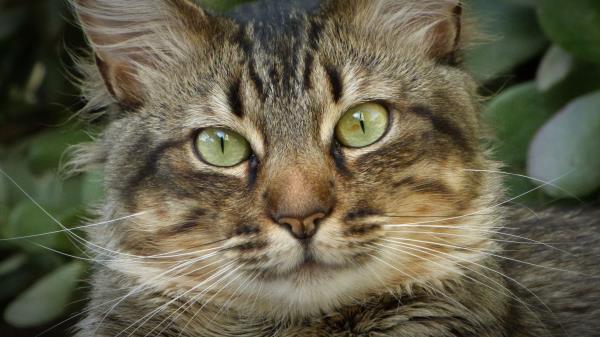 Cat Face Fluffy Cute Home Wallpaper