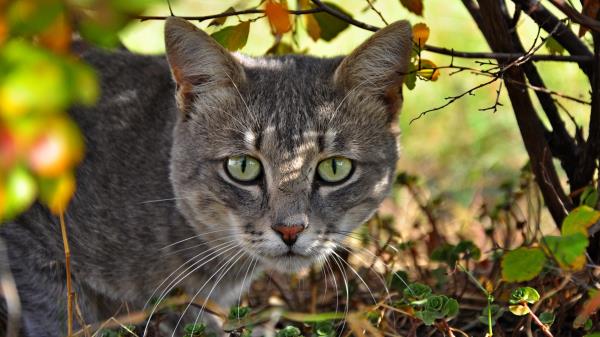 Cat Face Grass Climb Wallpaper