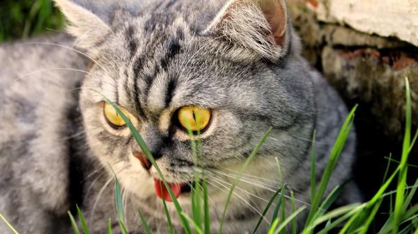 Cat Face Grass Eyes Wallpaper