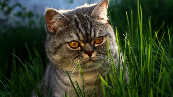 Cat Face Grass Thick Wallpaper