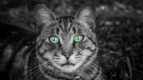 Cat Face Greeneyed Wallpaper
