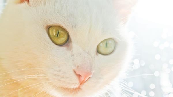 Cat Face Light Glare Ey Wallpaper