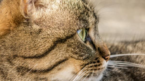 Cat Face Profile Striped Wallpaper