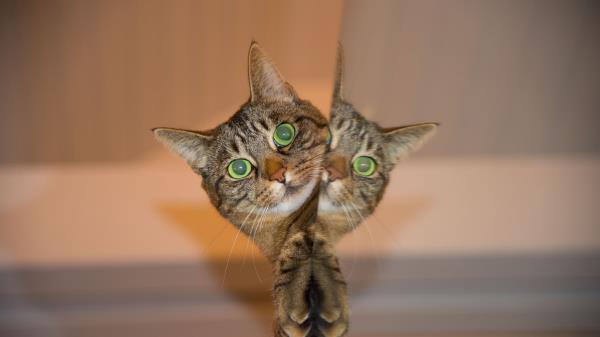 Cat Face Reflection Striped Wallpaper