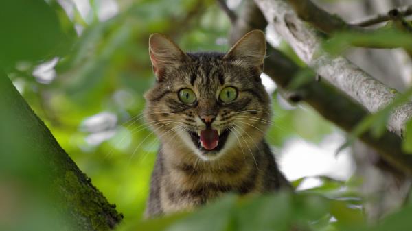 Cat Face Scream Tree Wallpaper