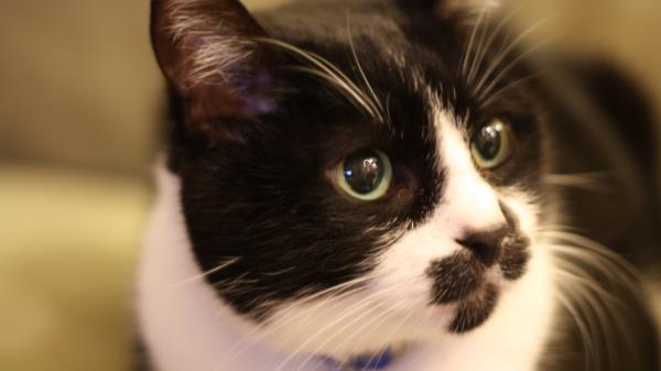 Cat Face Spotted Eyes Fear Wallpaper