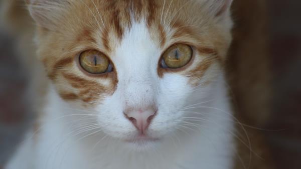 Cat Face Spotted Image Wallpaper