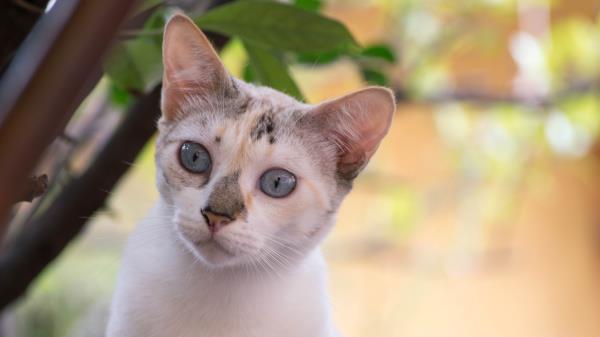 Cat Face Spotted Look Wallpaper