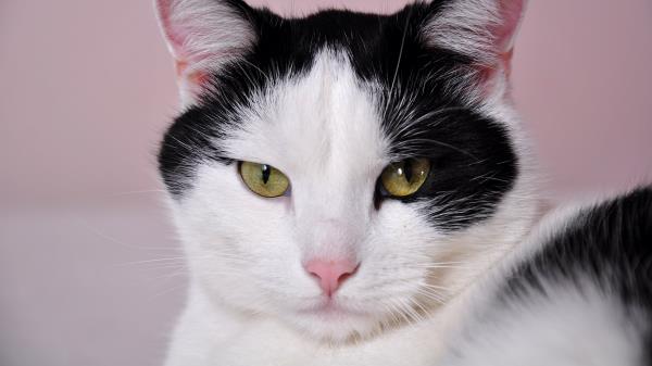 Cat Face Spotted Wallpaper