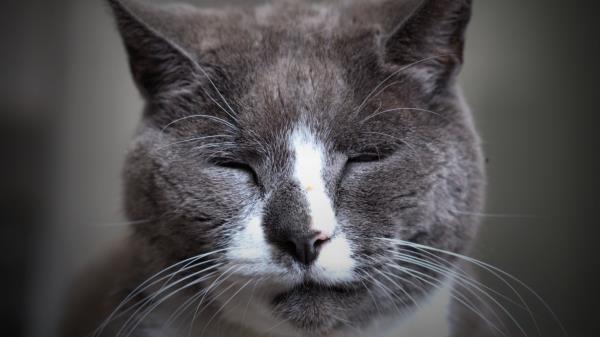 Cat Face Spotted Sleepy Wallpaper