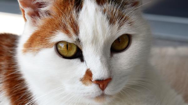 Cat Face Spotted Wallpaper Wallpaper